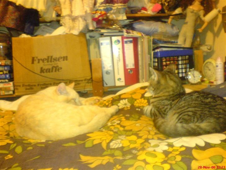 Blanding af racer tulle - tulle og bette mis hygge i den store seng i soveværelset billede 7