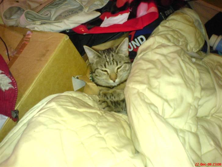 Blanding af racer tulle - tulle putter under far og mors dyne på værelset. :) hun er så kær billede 8