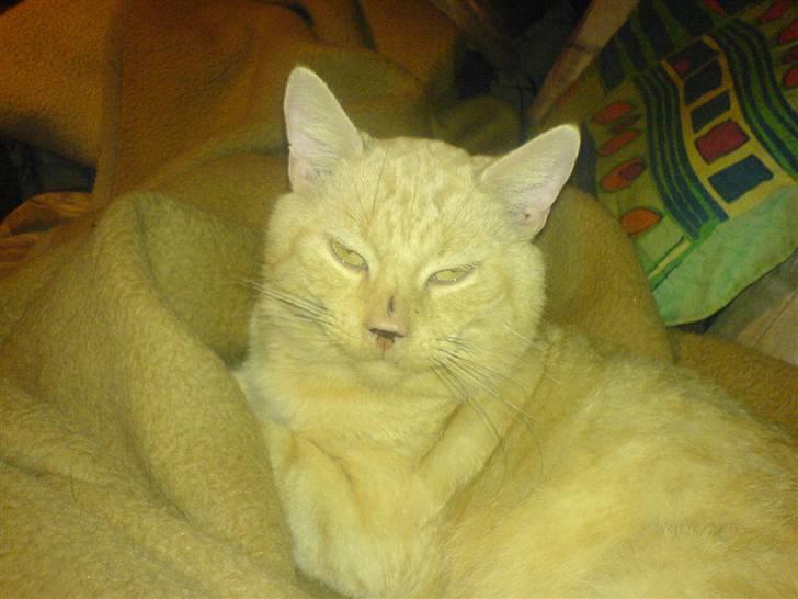 Blanding af racer laban*bettemis* - bettemis hygger sig på tæppet billede 1