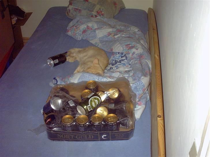 Blanding af racer laban*bettemis* - bettemis er gået kold i brian seng ved siden af øllene. hmm mon han drikker?? :) billede 2