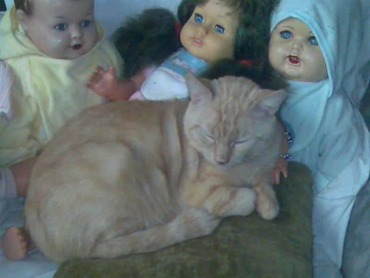 Blanding af racer laban*bettemis* - han savnede lidt selvskab så han hoppede i stolen hvor dukkerne sad billede 3