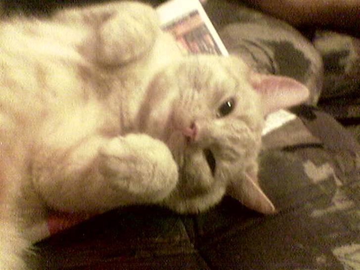 Blanding af racer laban*bettemis* - han skal rigtig gøre sig til. men han er nu også nem at falde for.:) billede 4