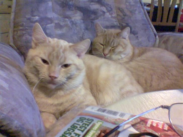 Blanding af racer laban*bettemis* - bettemis og tykke i en hyggelig stund sammen i stolen billede 5