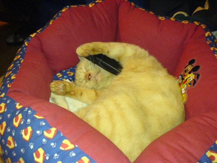 Blanding af racer laban*bettemis* - tror han snakker i mobil imens han halvsover i sin kurv.  billede 6