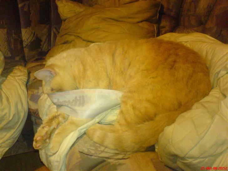 Blanding af racer laban*bettemis* - han sover meget tungt men tror lyset var for skarpt.hehe billede 7