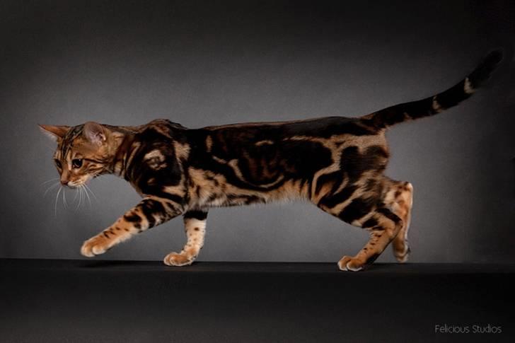 Bengal Miss Sparrow billede 3