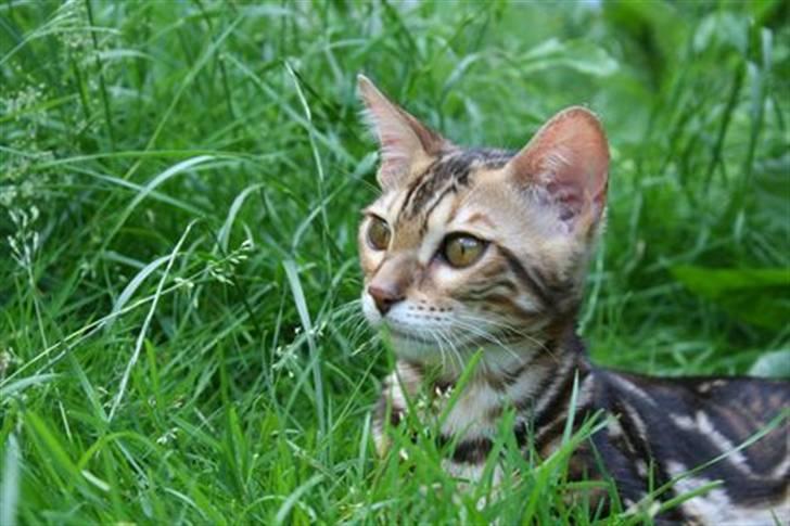 Bengal Miss Sparrow billede 4