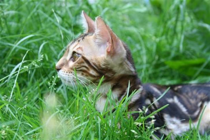 Bengal Miss Sparrow billede 5