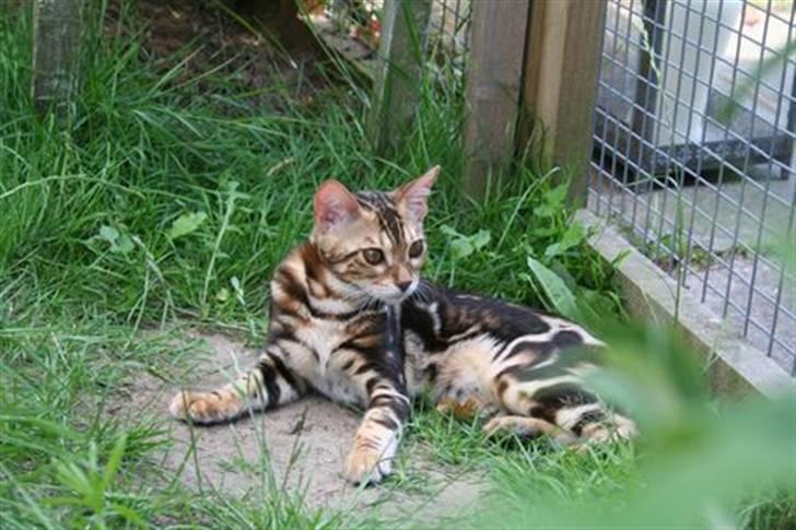 Bengal Miss Sparrow billede 6