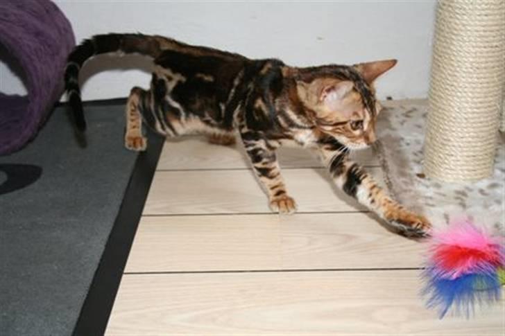 Bengal Miss Sparrow billede 7