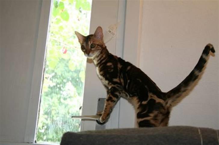 Bengal Miss Sparrow billede 8