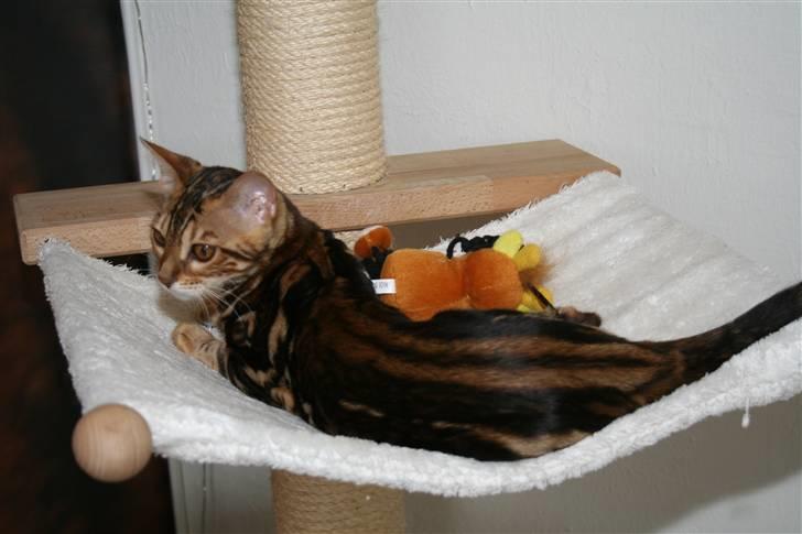 Bengal Miss Sparrow billede 10