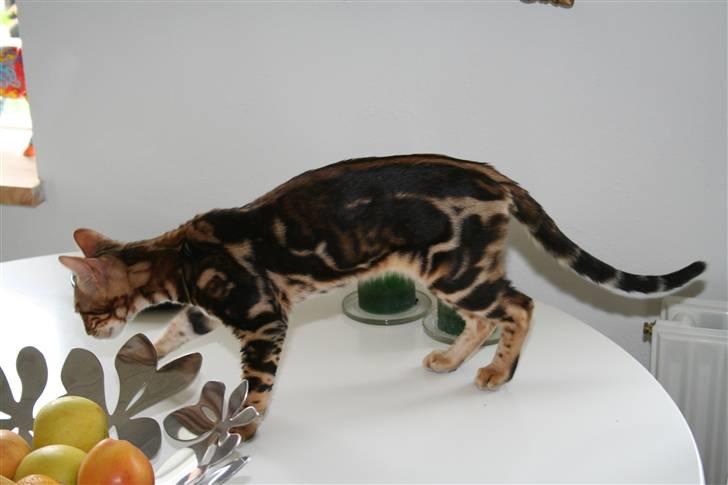 Bengal Miss Sparrow billede 11