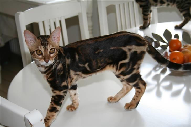 Bengal Miss Sparrow billede 12