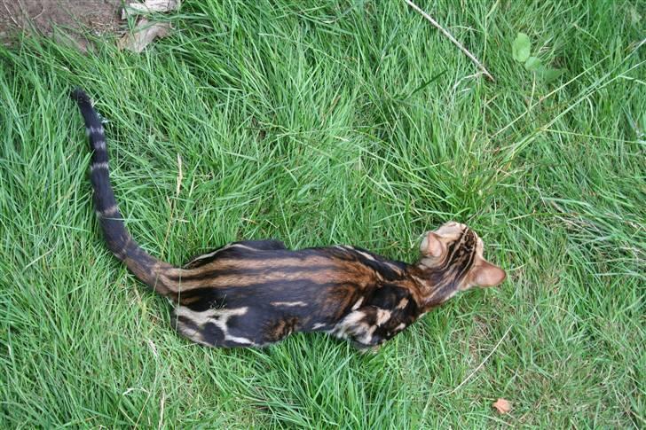 Bengal Miss Sparrow billede 13