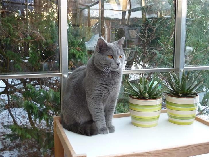 Chartreux Archimedes v Roit zu Hoya billede 1