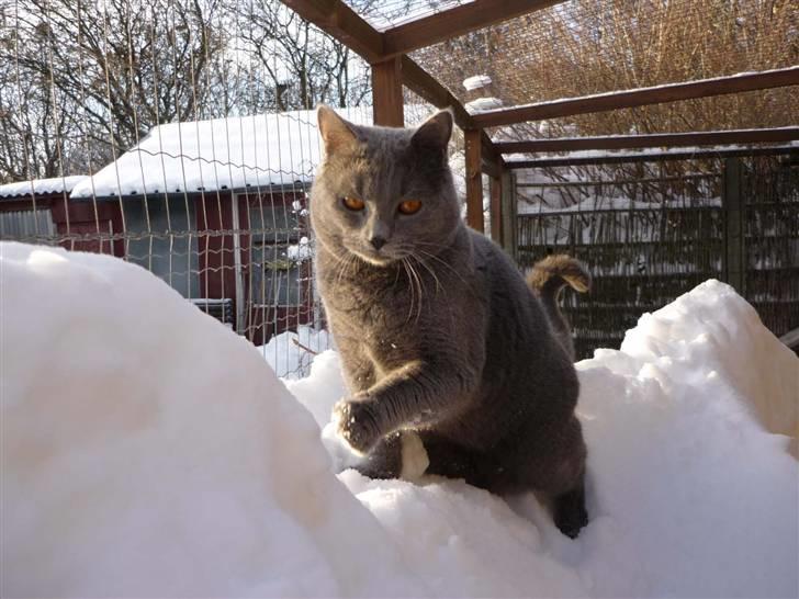 Chartreux Archimedes v Roit zu Hoya billede 2