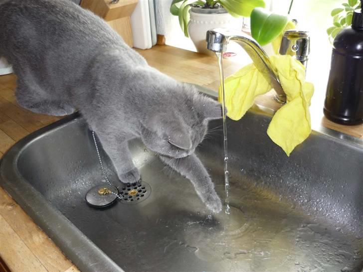 Chartreux Archimedes v Roit zu Hoya billede 3