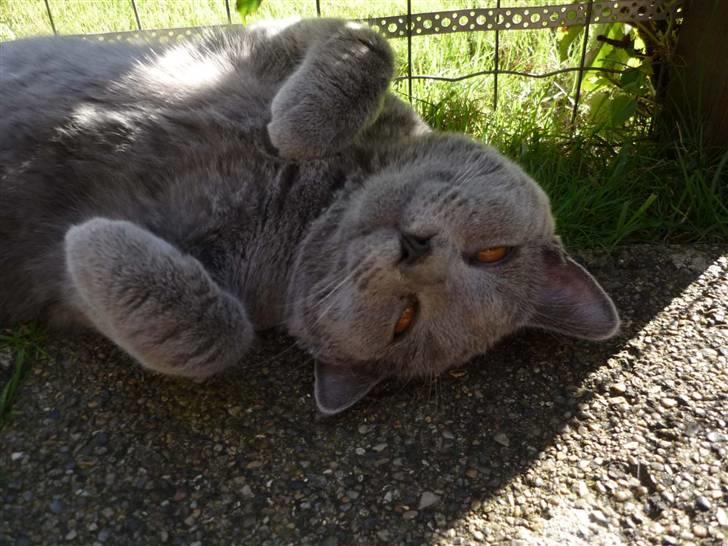 Chartreux Archimedes v Roit zu Hoya billede 4