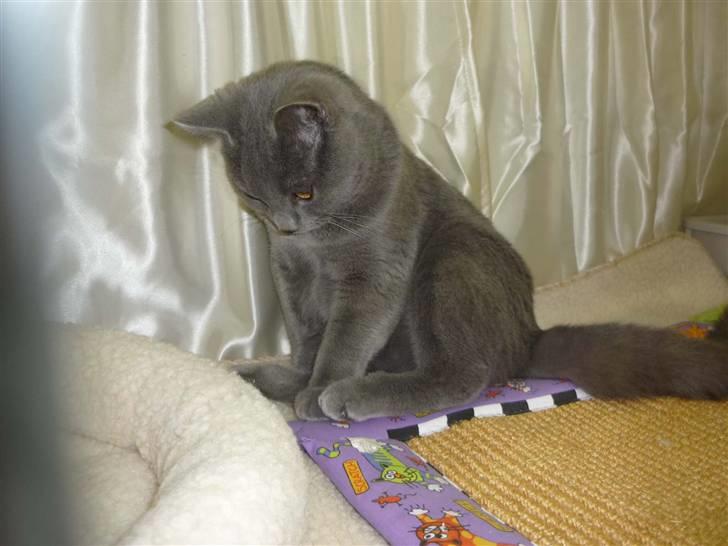 Chartreux Archimedes v Roit zu Hoya billede 5