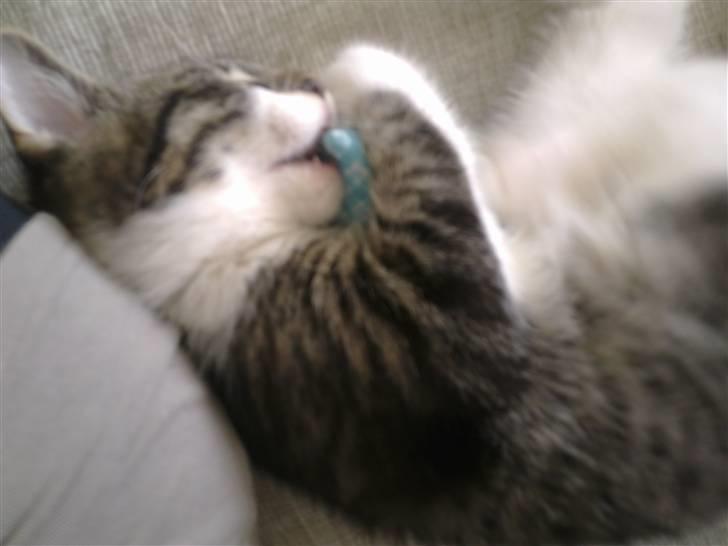 Blanding af racer <3 Toulouse <3 - Lige kommet til mit nye hjem  billede 2