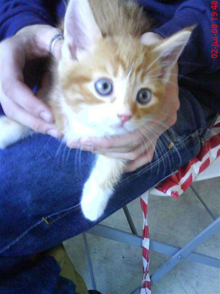 Huskat Qutie (cutter) - lige da jeg havde fået min dejlige qutie :) ca time efter :) billede 11