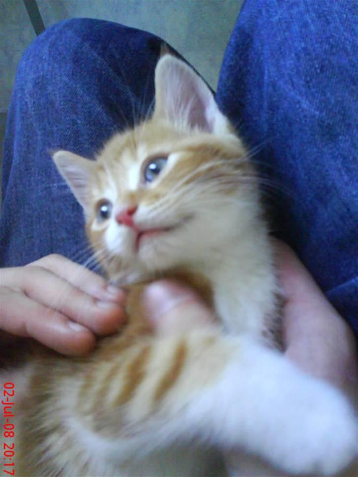 Huskat Qutie (cutter) - lige da jeg havde fået min dejlige qutie :) ca time efter :) billede 12