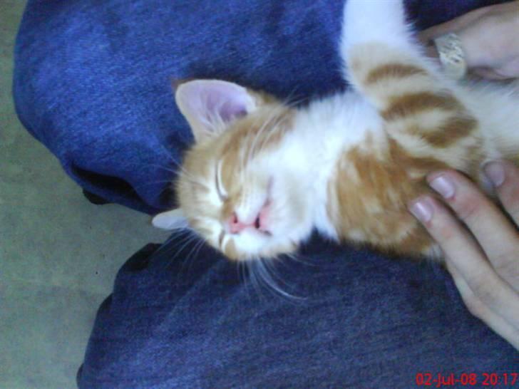 Huskat Qutie (cutter) - lige da jeg havde fået min dejlige qutie :) ca time efter :) billede 13