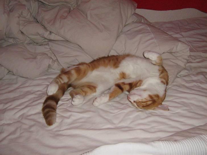 Huskat Qutie (cutter) - sådan putter man bedst <3 billede 14