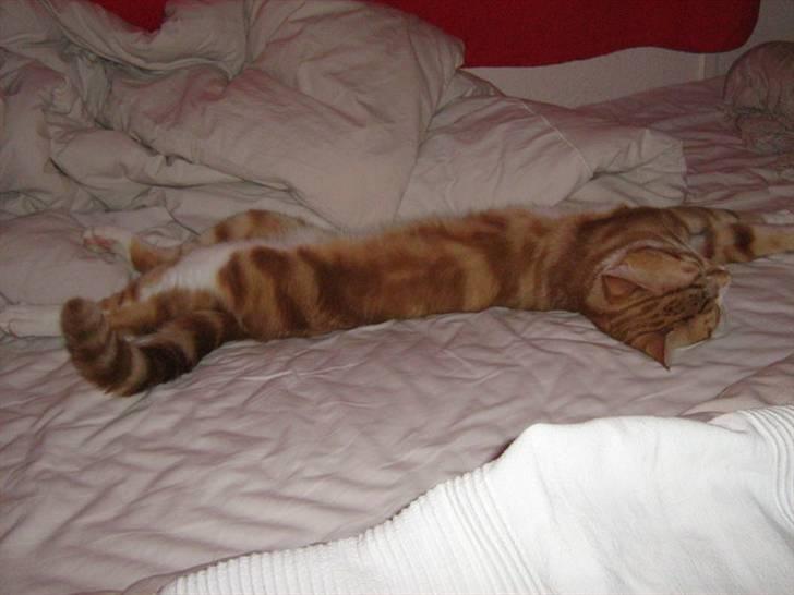 Huskat Qutie (cutter) - sådan putter man bedst <3 billede 15