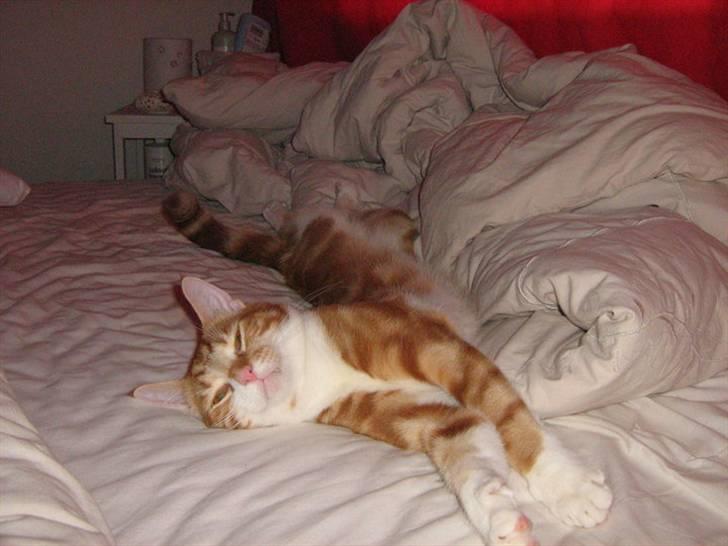 Huskat Qutie (cutter) - sådan putter man bedst <3 billede 16