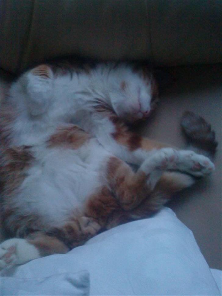 Huskat Qutie (cutter) - Zzzz billede 17