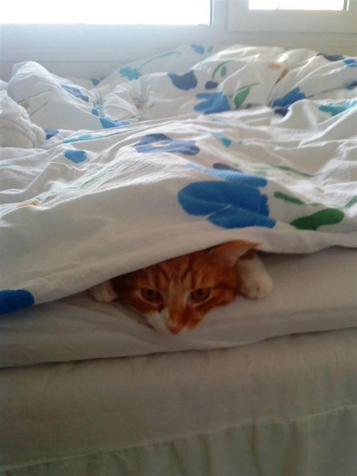 Huskat Qutie (cutter) - Kuk kuk, her er jeg :) billede 18