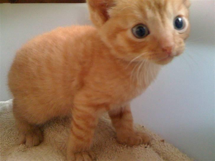 Blanding af racer Bimmer billede 5