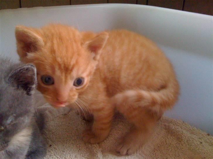 Blanding af racer Bimmer billede 6