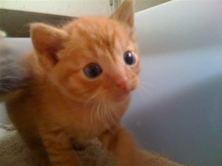 Blanding af racer Bimmer billede 7