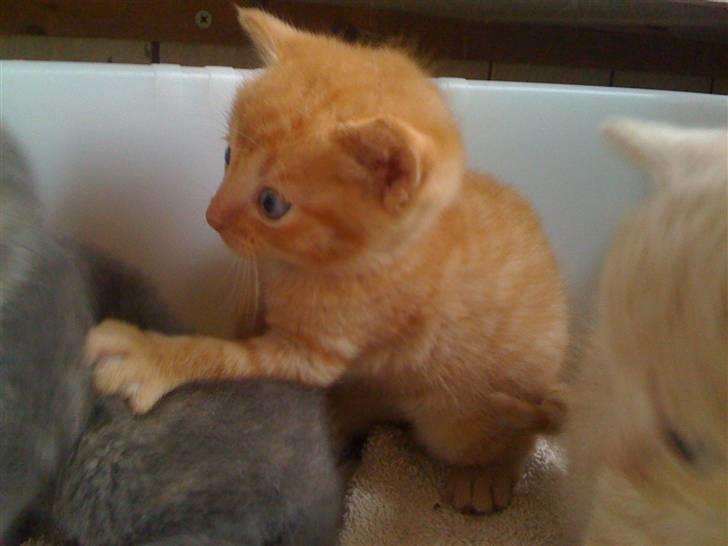 Blanding af racer Bimmer billede 10