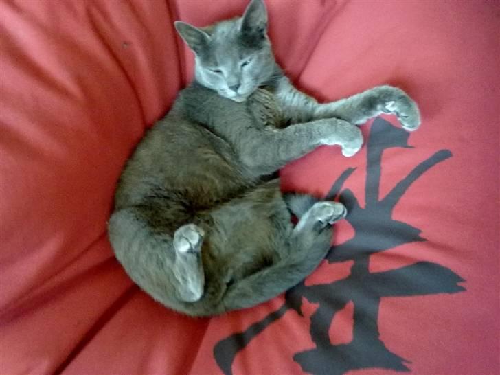 Blanding af racer Feline billede 11