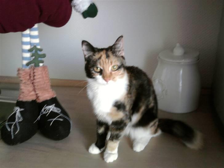 Huskat Fiona - Velkommen til Fiona´s profil! :) Bedøm og læg en kommentar billede 1