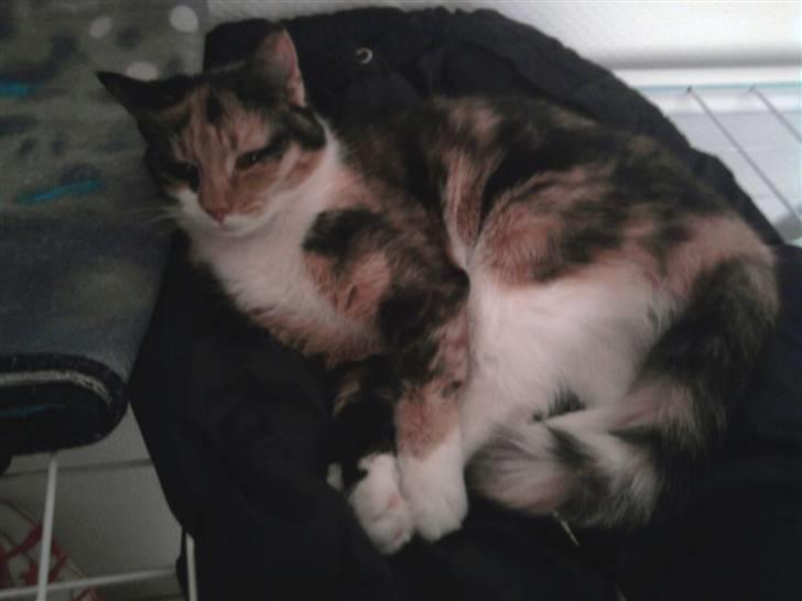 Huskat Fiona billede 2