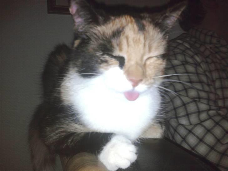 Huskat Fiona billede 3