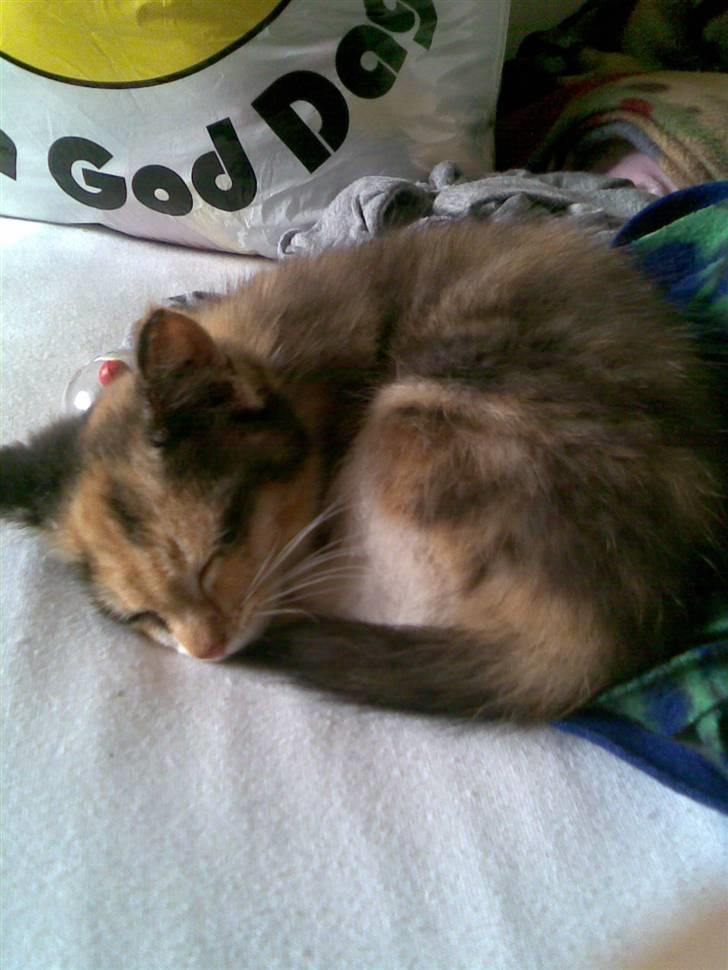 Huskat Fiona - Første dag jeg fik hende! :-D<3 billede 4