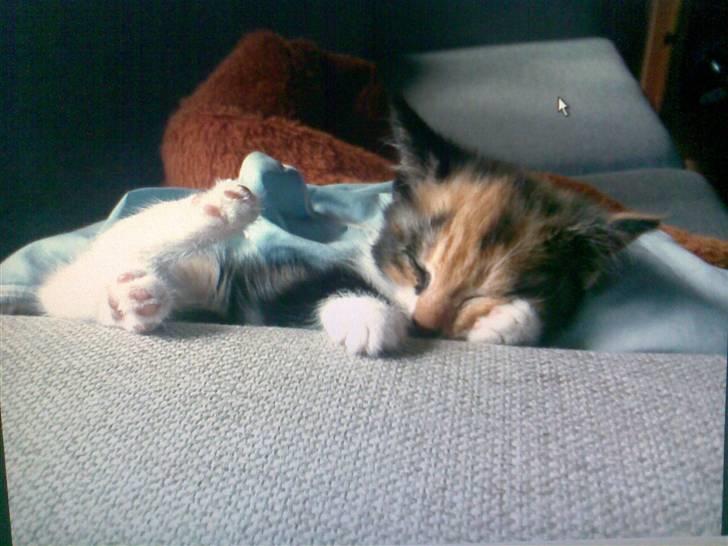 Huskat Fiona billede 5