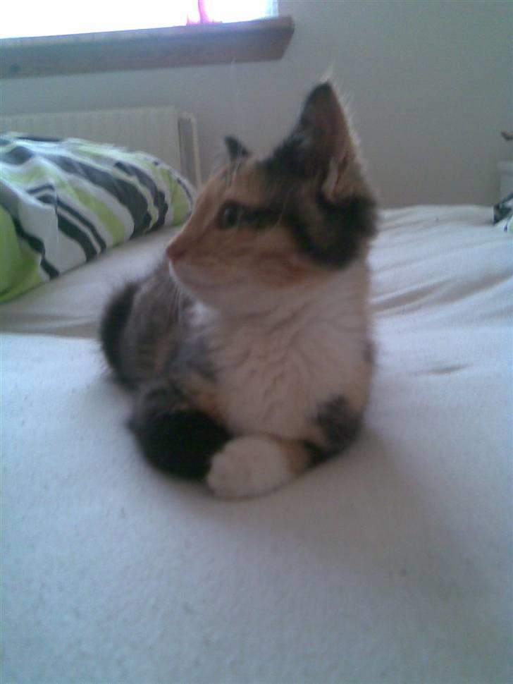 Huskat Fiona billede 6