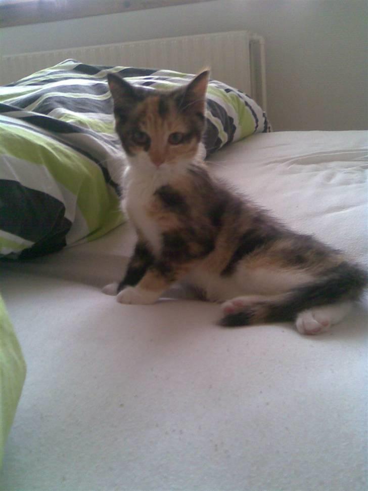 Huskat Fiona billede 7