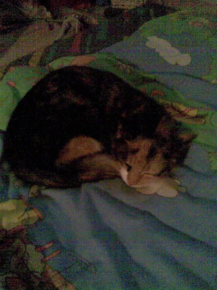 Huskat Fiona billede 8