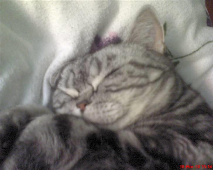 British Shorthair Albert - Saligt smil....gad vide hvad Albert drømmer om??? billede 18