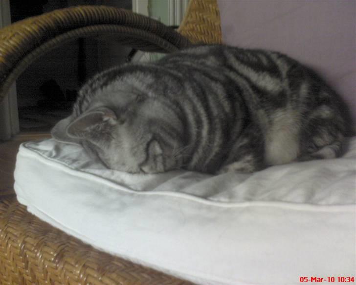 British Shorthair Albert - Bang så tabte han hovedet og snorker højt.... billede 19