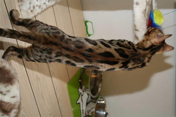 Bengal Black Eagel billede 7