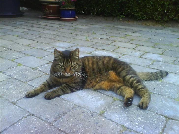 Huskat Sille R.I.P 2001-2011 billede 6